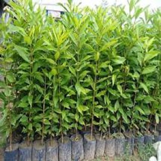 CÂY GIỐNG LÁ VỐI NẾP