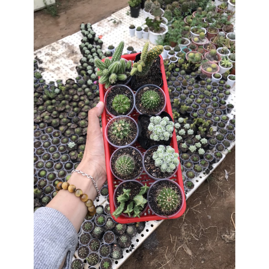 Combo 10 xương rồng đủ loại