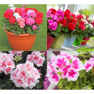 Hạt giống hoa phong lữ thảo mix màu