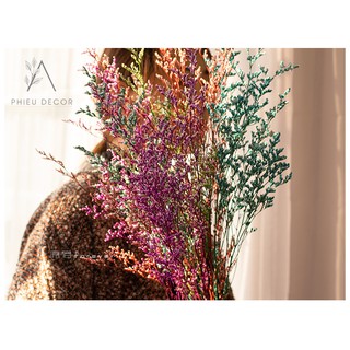 [HOA KHÔ] DRIED STATICE🌸Decor Nhà, Phụ Kiện Chụp Ảnh
