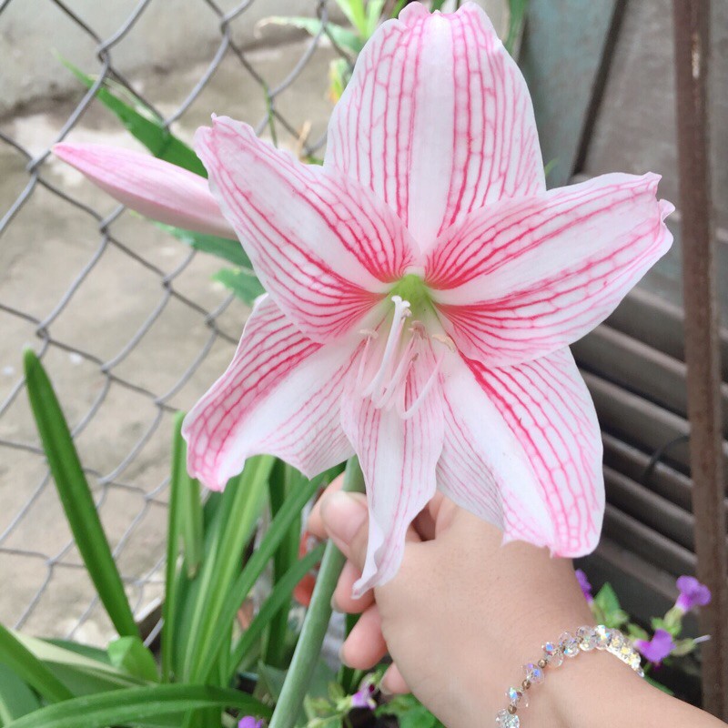 Củ lan huệ các màu