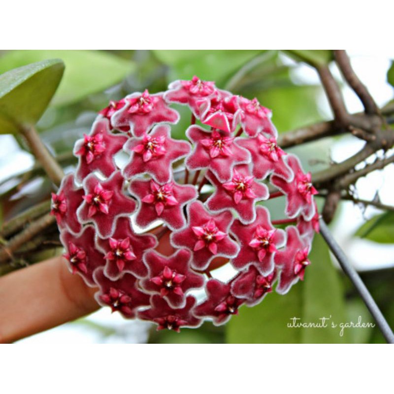 Hoa lan cẩm cù