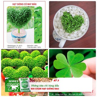 Hạt Giống Cỏ May Mắn - 100 Hạt