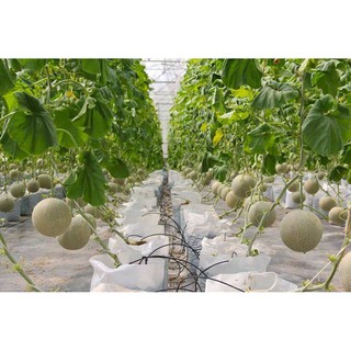 Hạt giống dưa lưới F1