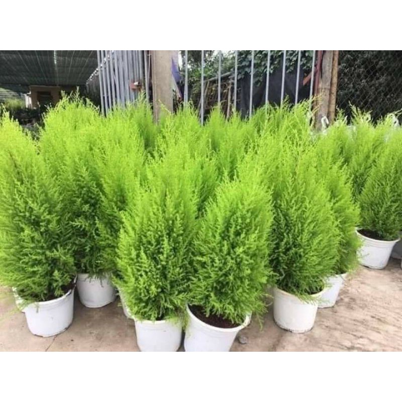 CÂY TÙNG THƠM ĐỂ BÀN, TRANG TRÍ, ĐUỔI MUỖI