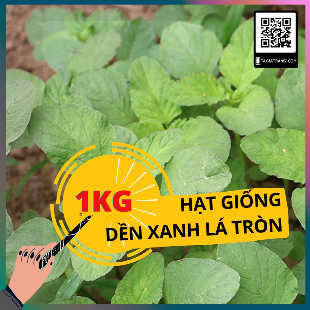 1KG hạt giống rau dền xanh lá tròn