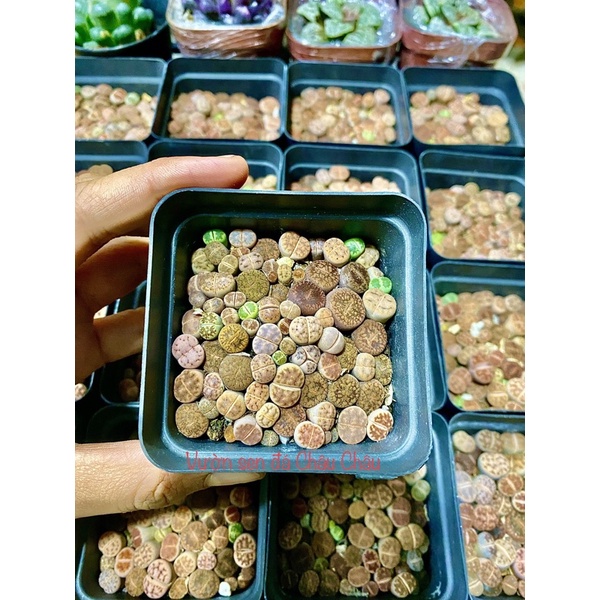 Sen Mông, Lithops chậu 5x5cm siêu nhiều cây, đa dạng vân và màu sắc ❤️ Sen mông, thạch lan, rất dễ trồng