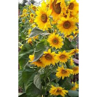 30 hạt giống hướng dương siêu bông
