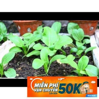 20g Hạt giống Cải ngọt