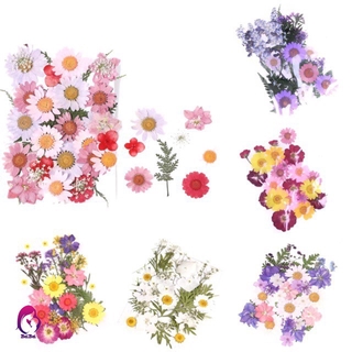 Hoa khô ép chuyên cho mặt và body