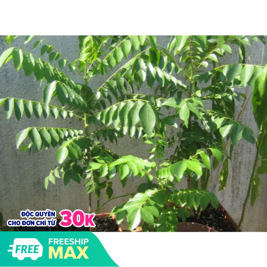 Cây Cà Ri Cao 18-25cm - Chậu Rau Gia Vị Giống +Tặng 02 cây nhót ngọt