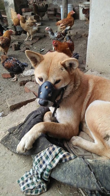 Rọ mõm chó bằng da pu cho chó vừa và lớn