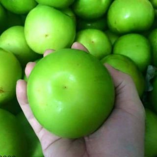 Cây giống táo đài loan (táo lai lê)