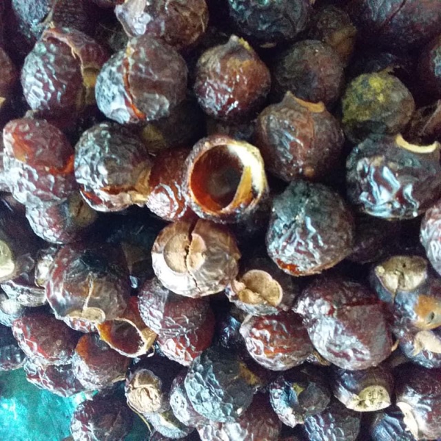 Bồ hòn size to