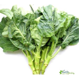 10g Hạt giống Cải rổ XTRA