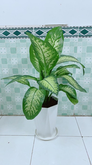 Chậu Cây Vạn Niên Thanh