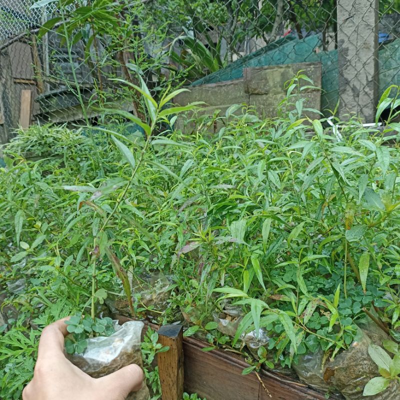 Cây giống đào phai 5 cánh nguyên bầu