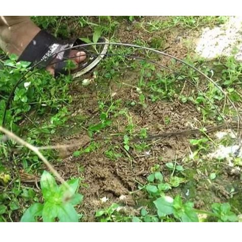 Cung bẫy chim cút