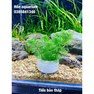 Cây thuỷ sinh tiểu bảo tháp , cây cắt cắm siêu khoẻ không cần nền và co2 - bó 5️⃣ cây