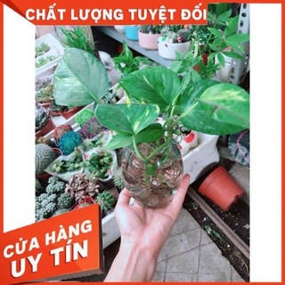 Chậu Trầu Bà Thủy Sinh