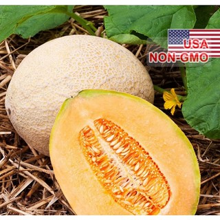 Hạt giống Dưa lưới tròn - Gói 10 hạt