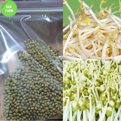 100g đậu xanh (đỗ xanh, đỗ nhỏ) làm giá ngon giàu chất dinh dưỡng