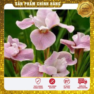 Hạt Giống Hoa Diên Vĩ Hồng