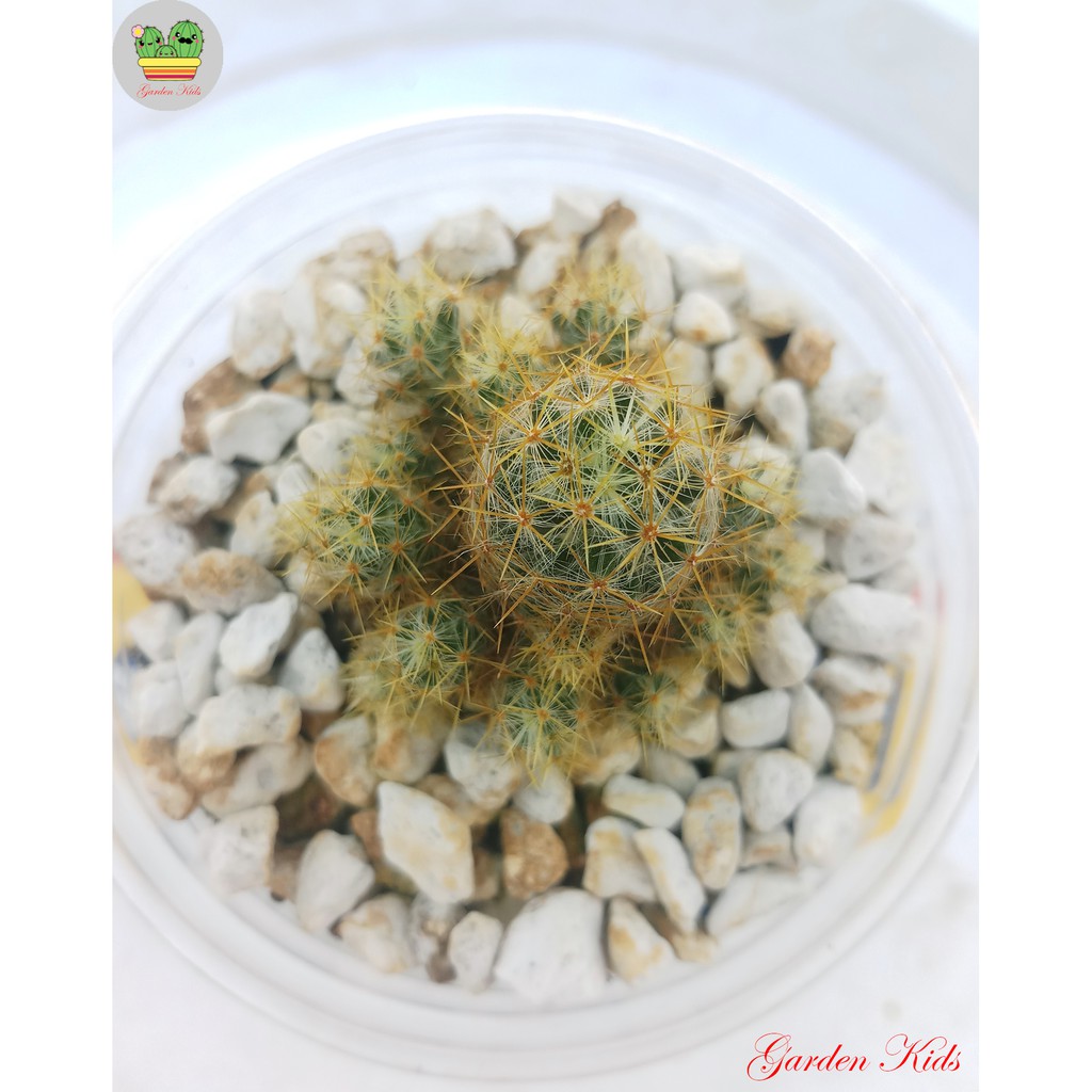 Xương rồng nhện vàng (Mammillaria Prolifera)