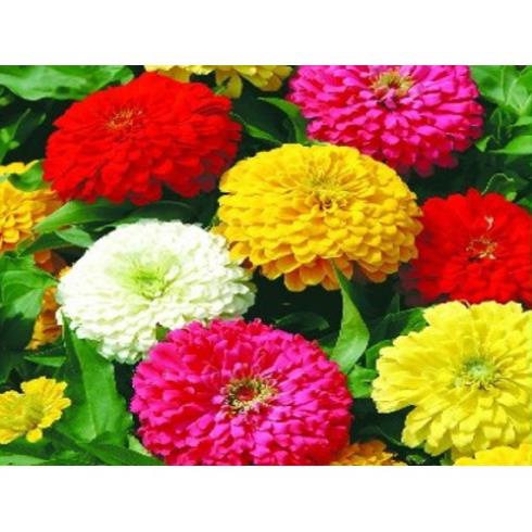 Hạt Giống Hoa Cúc Lá Nhám Mix Nhiều Màu  - MUA 3 TẶNG 1 CÙNG LOẠI