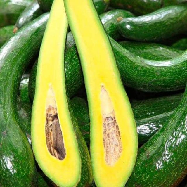 Cây Bơ Giống 034 - H2O FARM