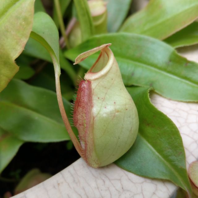 Cây nắp ấm N. viking x mirabilis