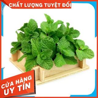 100h Hạt Giống Húng Bạc Hà Âu - Húng Lũi Âu (Mentha arvensis)