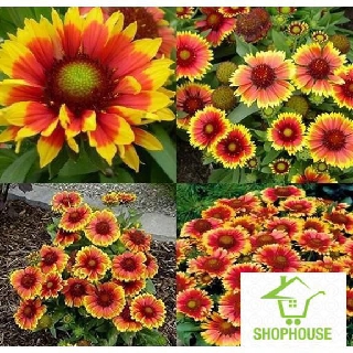 shophouse 100 hạt giống cúc công chúa  SHOP HOUSE  TẾT KHUYẾN MẠI