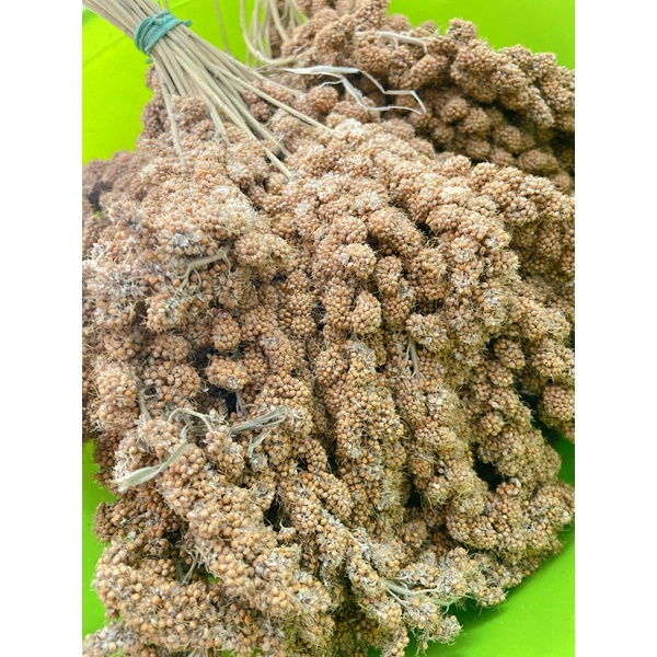 Kê sợi - giúp mượt lông dày lông ( dành cho hamster đuôi mập sóc chim)