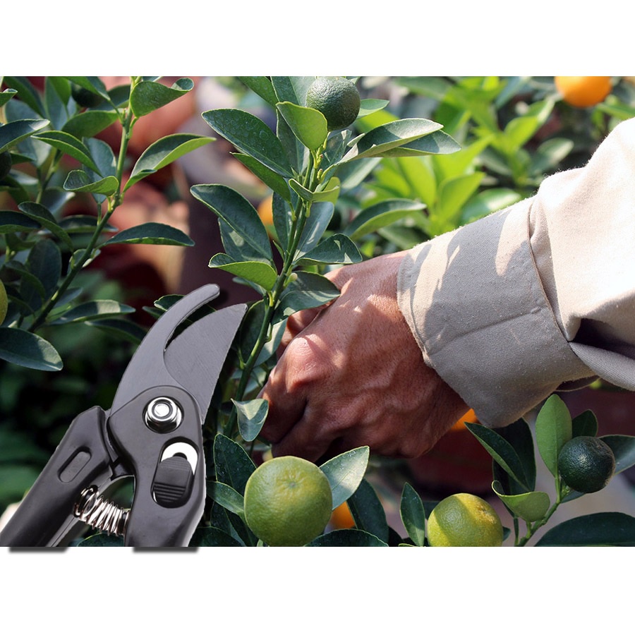 Kéo Cắt Tỉa Cây Cảnh SANADA Cao Cấp Nội Địa Nhật Bản 18cm|Kìm Bấm Cây Lưỡi Cong - 4991203144546 - 4991203146809