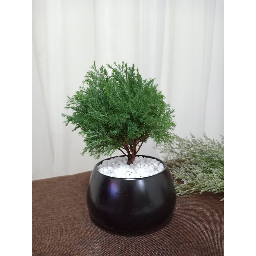 Cây tùng bồng lai - Cây cảnh để bàn - caykiengsadec