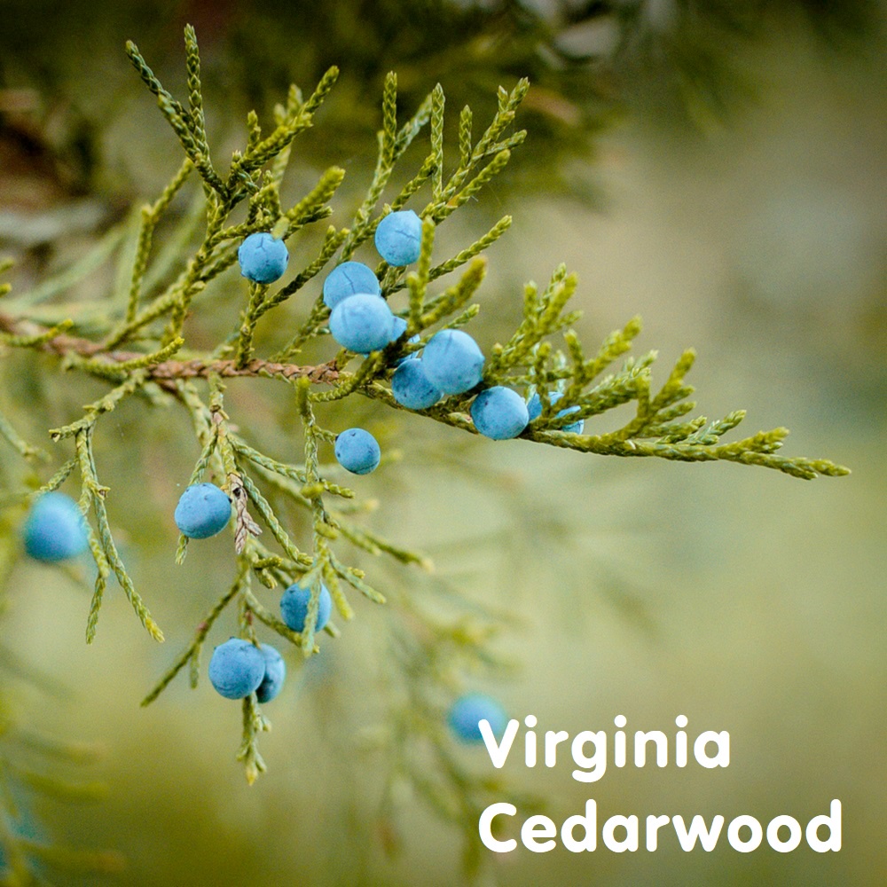 Tinh dầu gỗ Tuyết Tùng Virginia Cedarwood Essential Oil