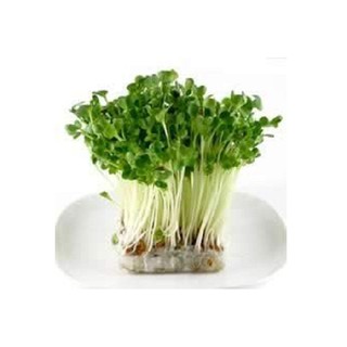 Hạt giống rau mầm bông cải xanh -100gr_ Thế Giới Rau Mầm _ thegioiraumam.com