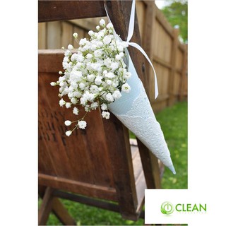 Hạt giống hoa baby trắng dễ trồng gói 50 hạt