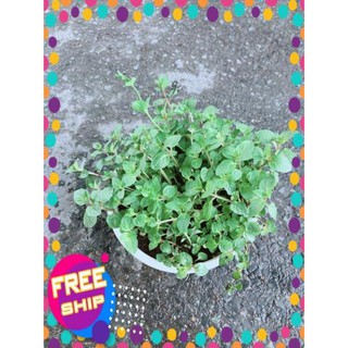 Cây Bạc Hà Doubemint