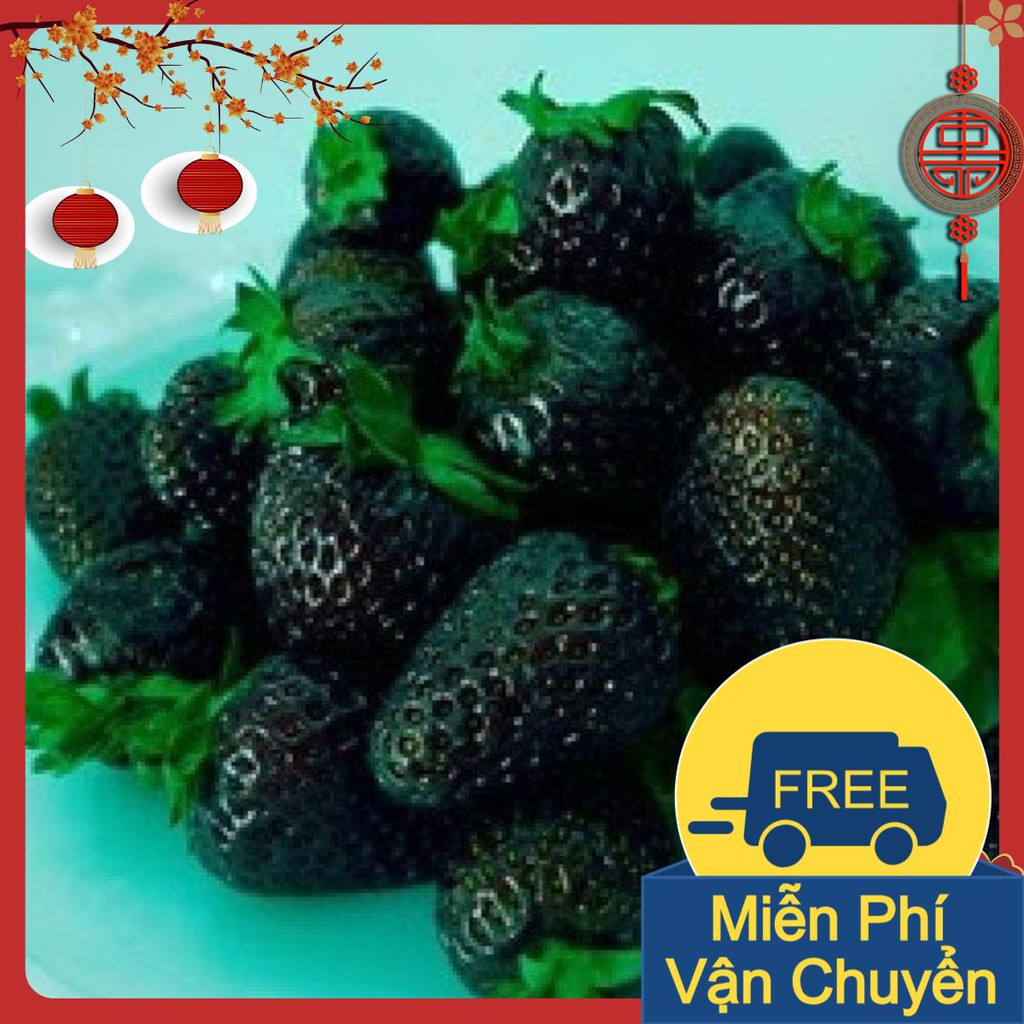 50 Hạt Dâu Tây Đen F1