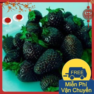 50 Hạt Dâu Tây Đen F1