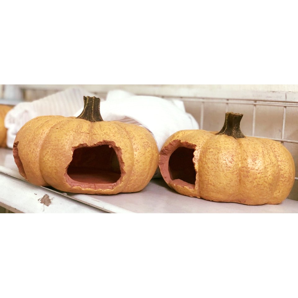 Bí Ngô (ngập tràn Halloween) trang trí bể cá, thuỷ sinh, bò sát, tarantula