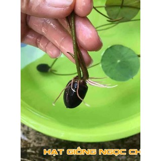 Hạt Giống Sen Mini Nhật 5 Màu Mix - 5 Hạt