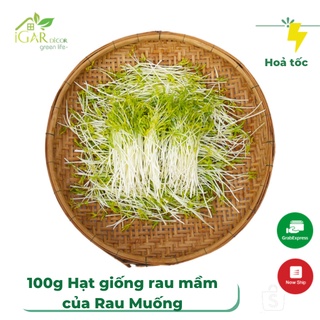 100g Hạt Giống Rau Mầm Rau Muống sinh trưởng khỏe mạnh mẽ