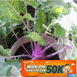 1g Hạt giống Su hào Tím (tặng gói kích nẩy mầm và hướng dẫn) LuckyseadTG