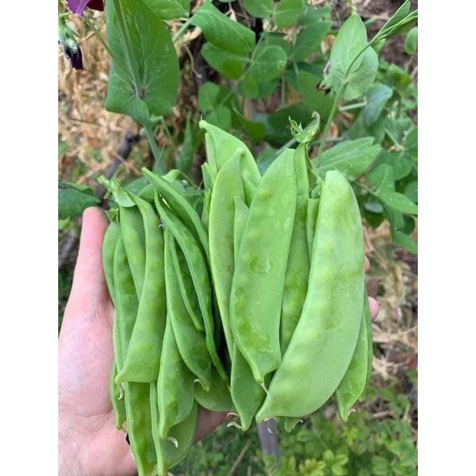 Hạt giống ĐẬU HÀ LAN nguyên túi màng nhôm 30g ~ 100 hạt SIÊU TRÁI
