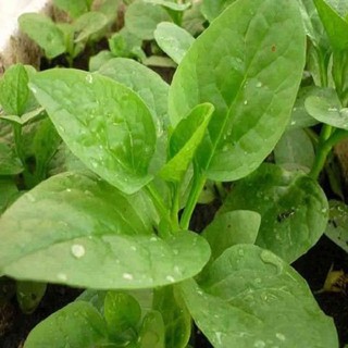 HẠT GIỐNG RAU MÙNG TƠI F1
