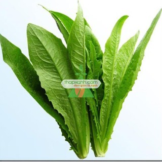Hạt giống rau diếp thơm
