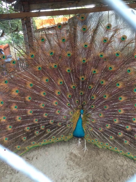 Lông công phong thủy~60cm-LOẠI 1 mắt 4-6cm | BigBuy360 - bigbuy360.vn